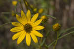 Narrow-leaf sunflower